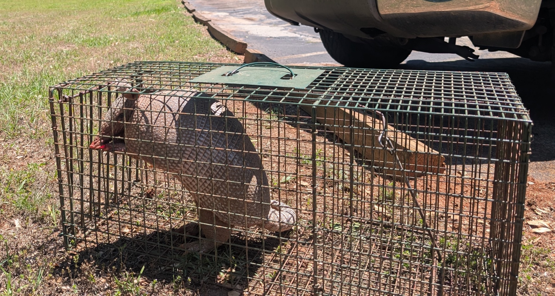 Nine-banded armadillo (Dasypus novemcinctus) caught in a humane live trap during a Newnan, GA armadillo removal job — Local Wildlife Experts