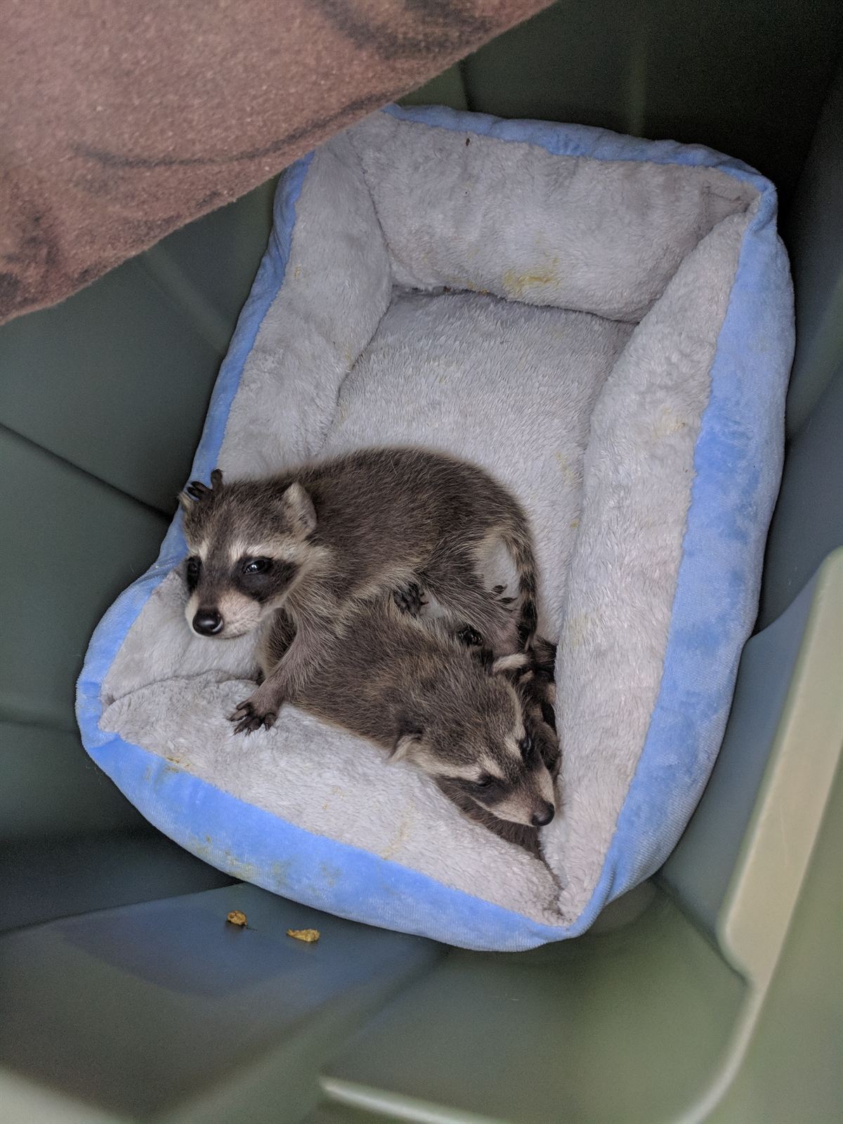 Baby raccoons safely contained in a box after humane removal from a Macon-Bibb home by a licensed wildlife contractor.