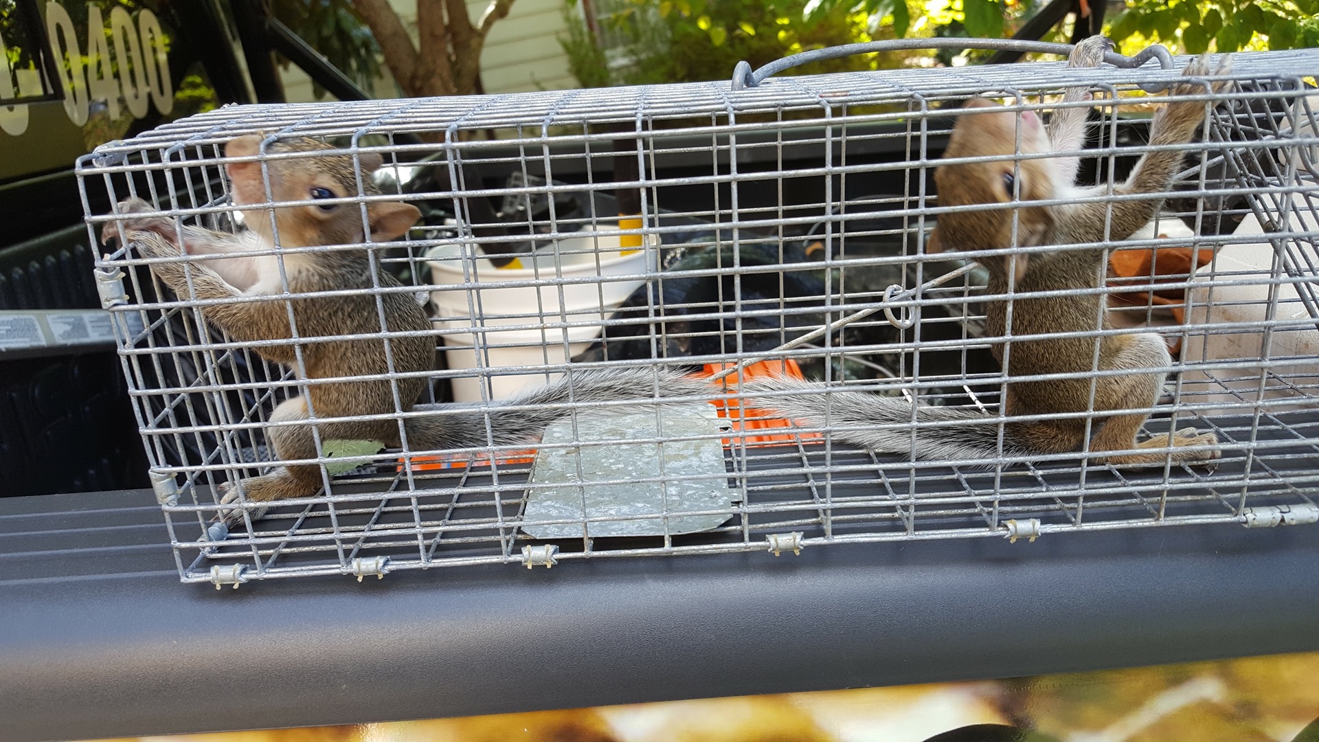 Two juvenile Eastern gray squirrels safely caught in a humane live trap during baby squirrel season — Local Wildlife Experts removal in Fayetteville, GA