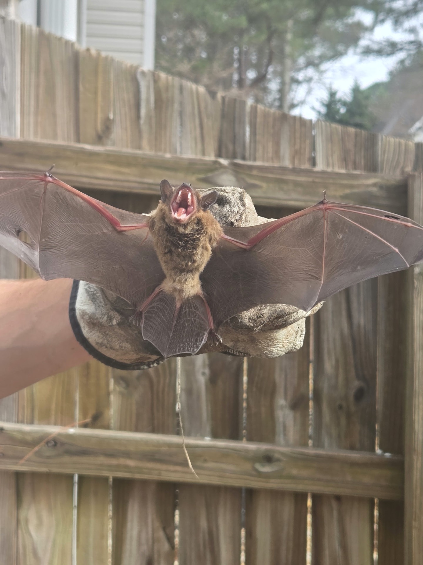Big brown bat (Eptesicus fuscus) safely handled with a leather work glove during a Douglasville bat exclusion job — wings fully extended, showing the species' forearm structure