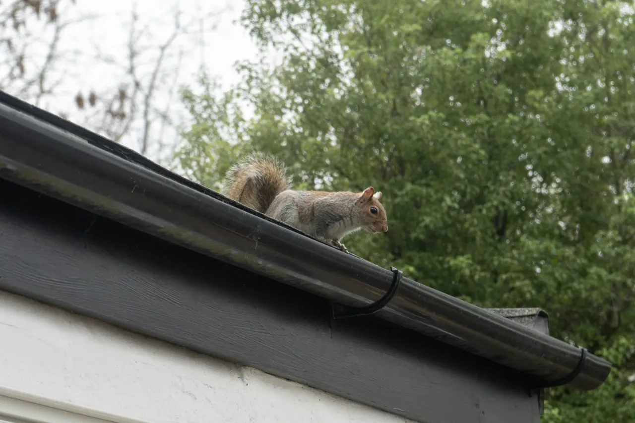 Gray squirrel on a residential roof gutter