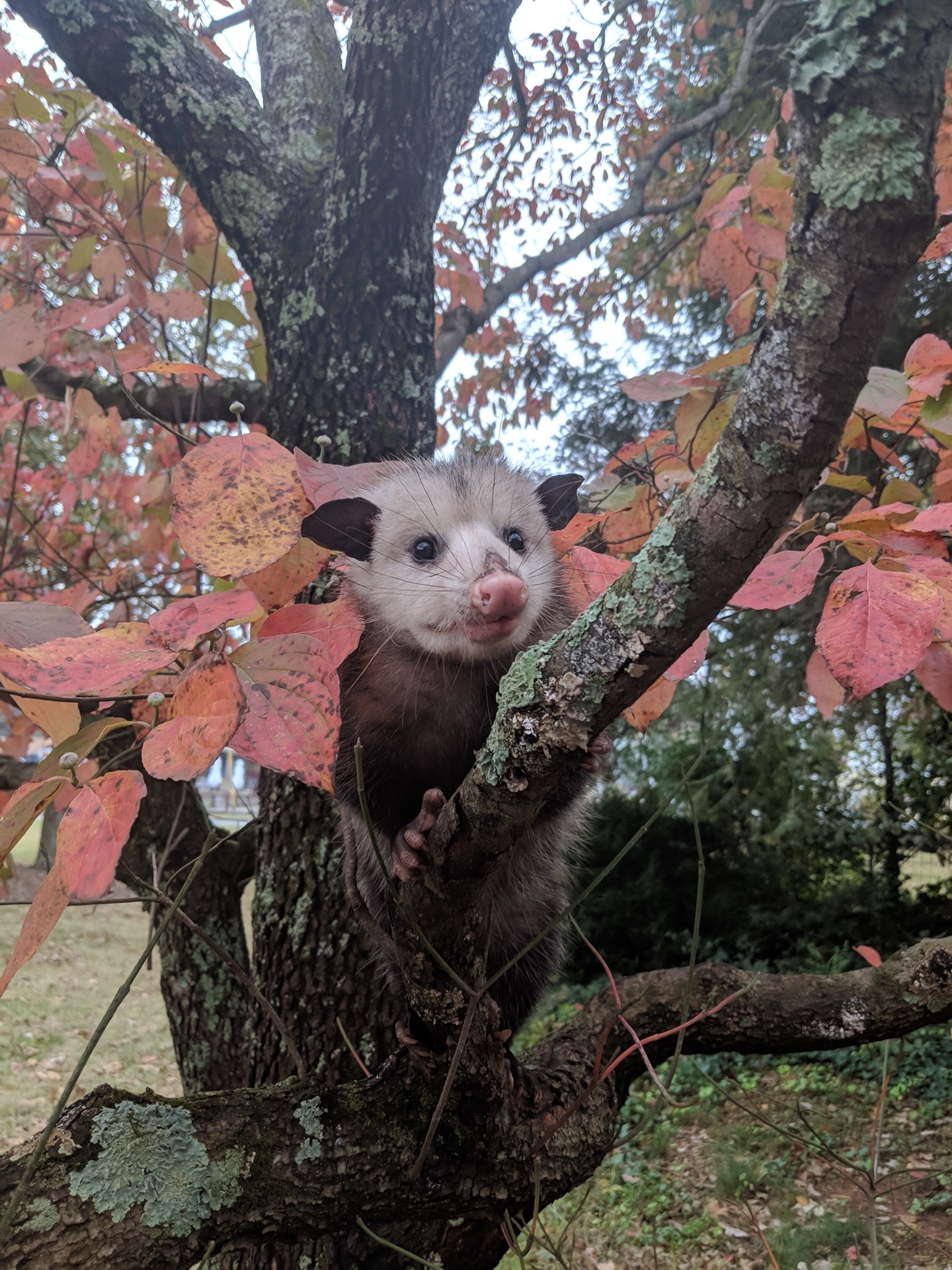Wild opossum spotted in Germantown yard — humane possum removal and prevention experts