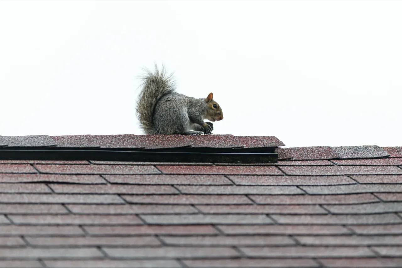 Squirrel perched on a home shingle roof