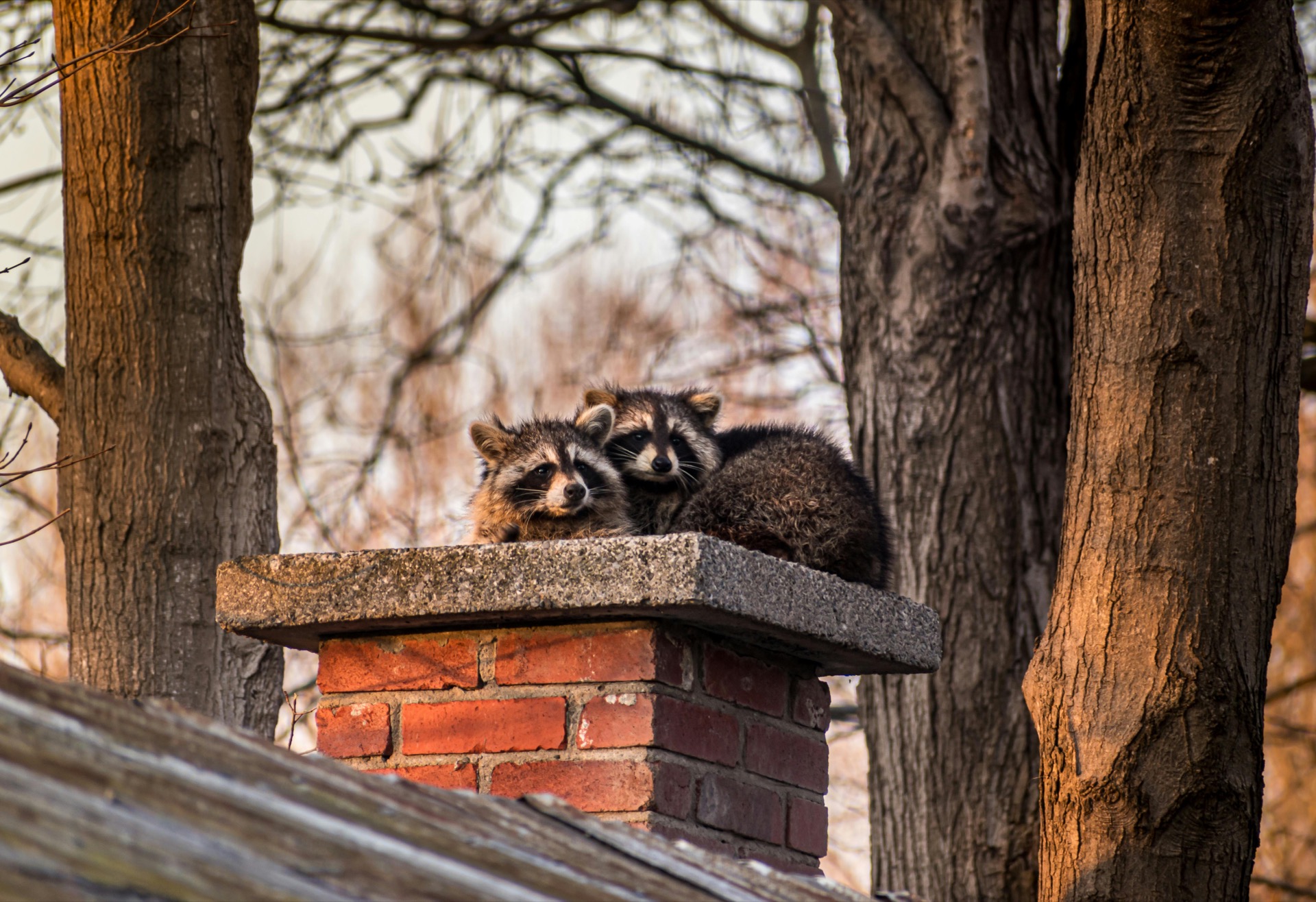 Two raccoons on a residential roofline — Warner Robins GA Wellston Pleasant Hill kit-season raccoon removal