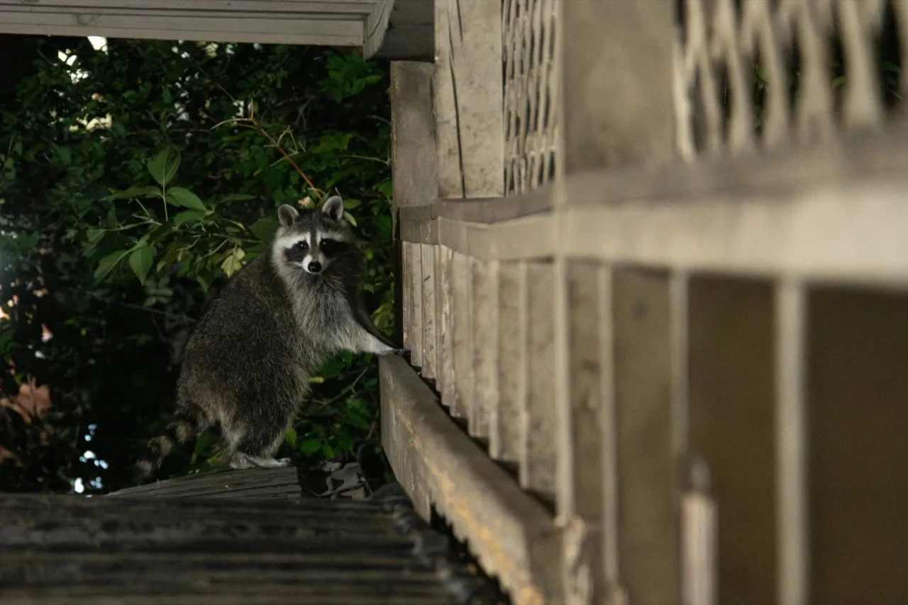 Raccoon climbing a home deck at night