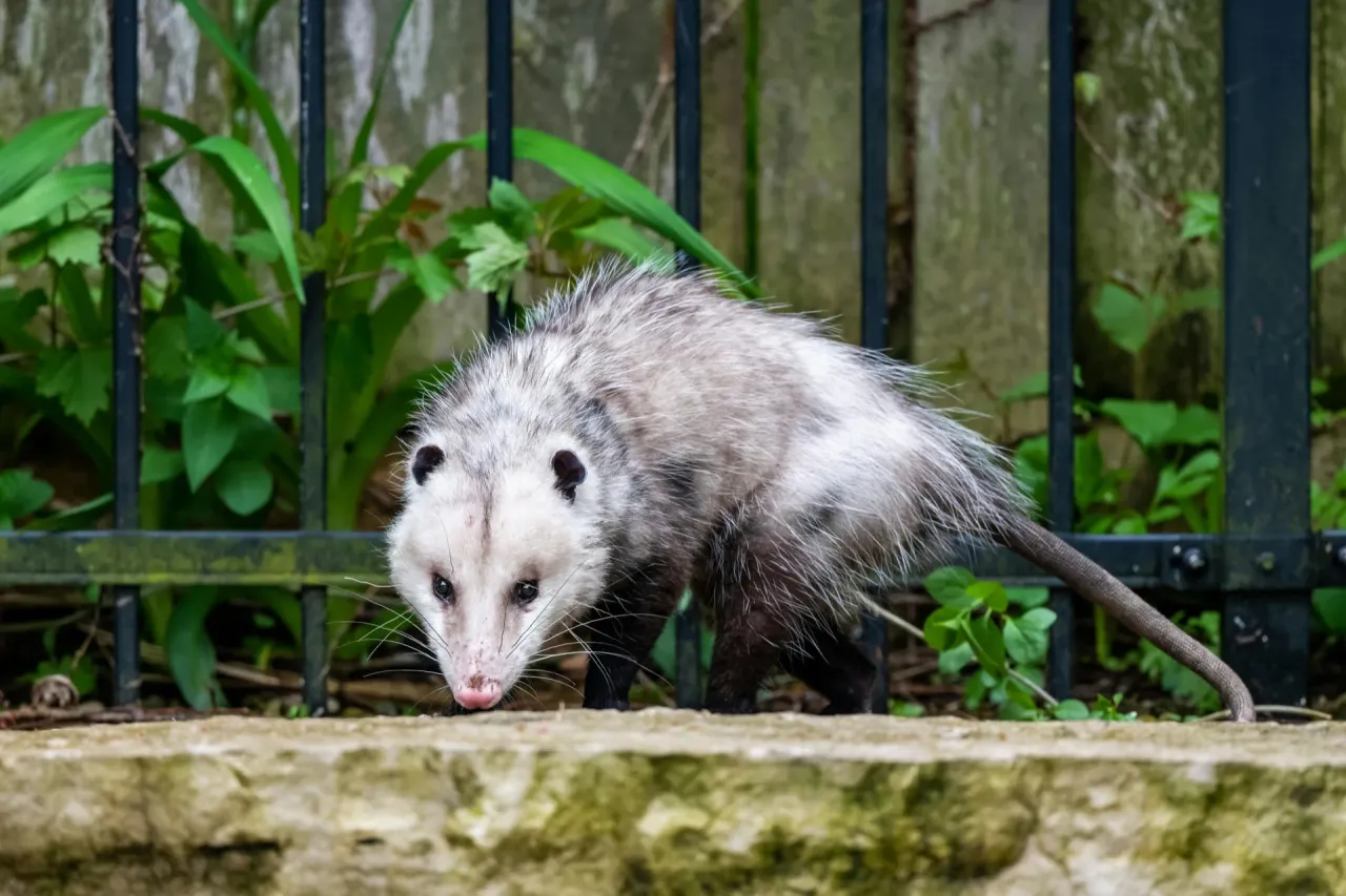 Opossum next to a residential yard fence