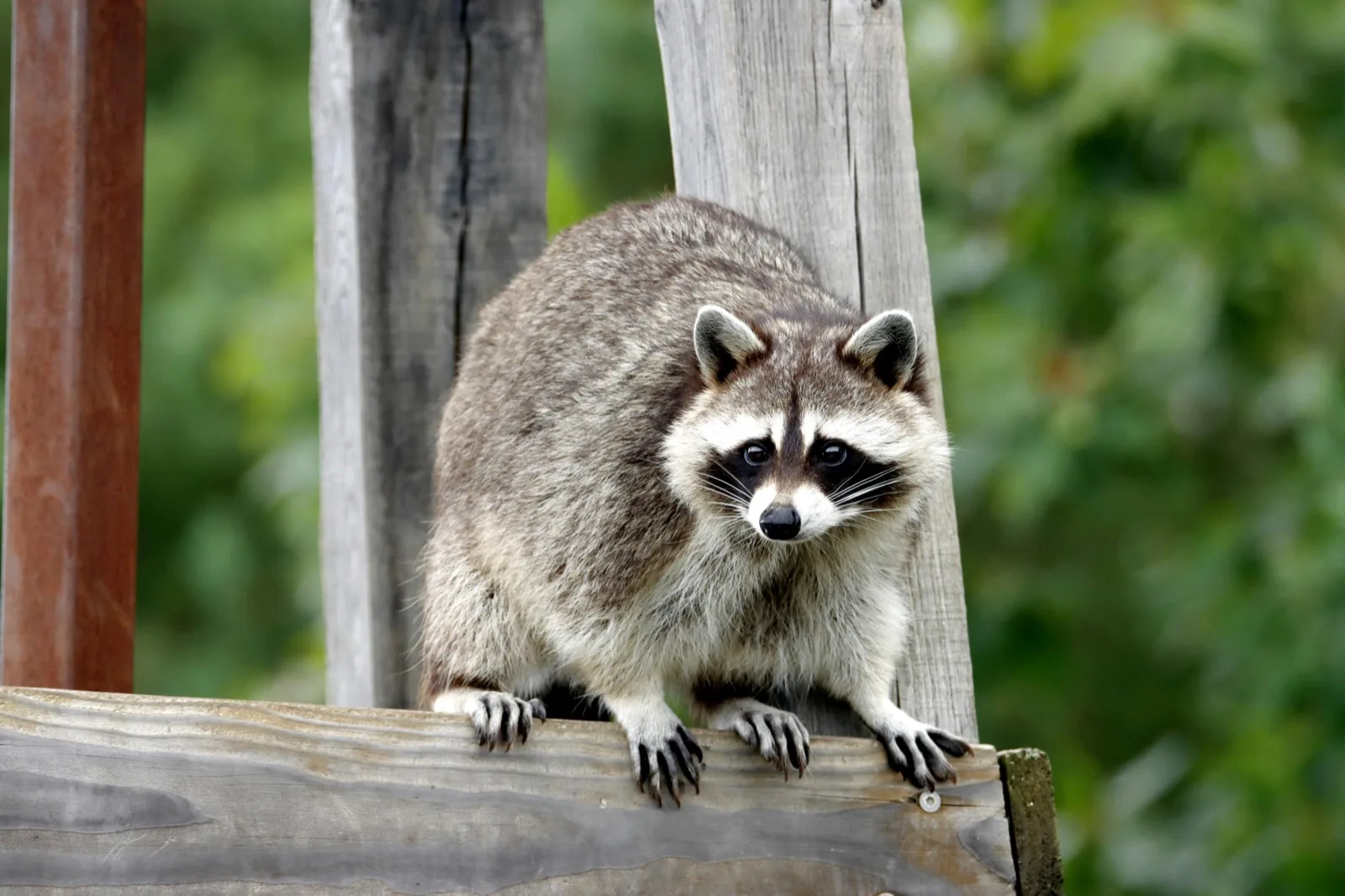 Raccoon Removal in Georgia — find a licensed local raccoon removal contractor near you
