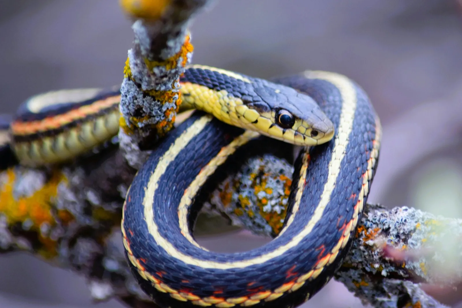 Snake Removal in Georgia — find a licensed local snake removal contractor near you