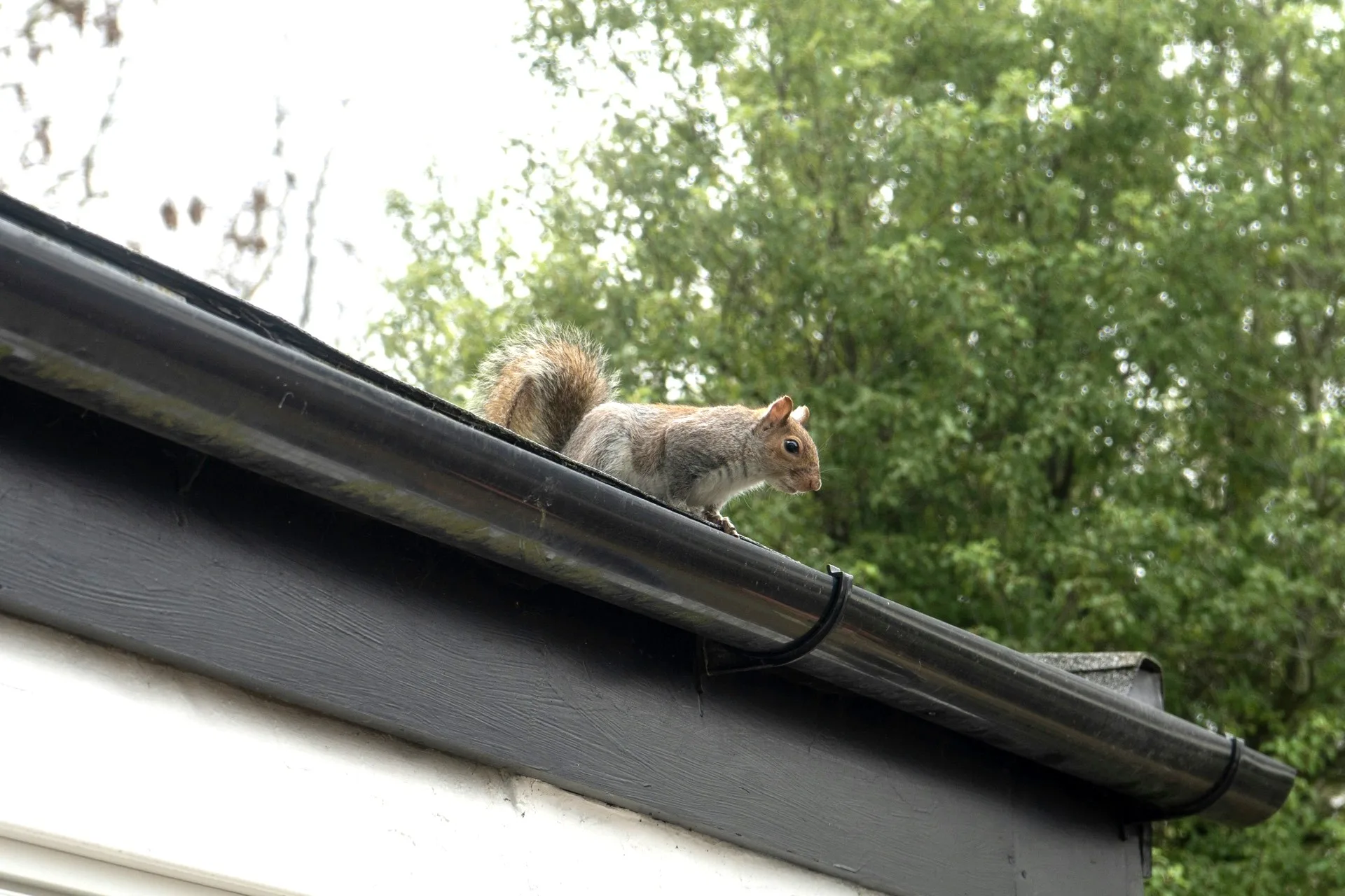 Squirrel Removal in Georgia — find a licensed local squirrel removal contractor near you
